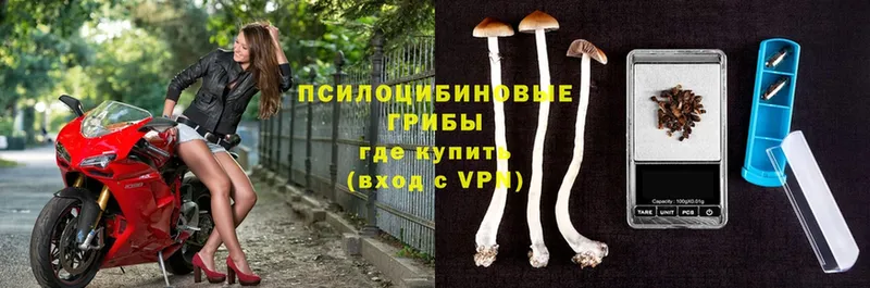 Псилоцибиновые грибы Psilocybe  Бирюч 